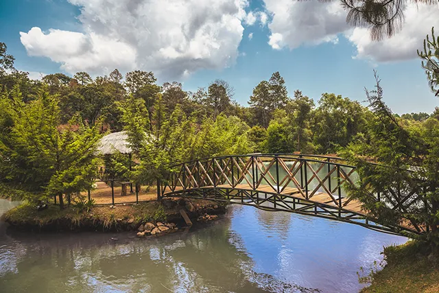 Un puente rústico de madera cruza un cuerpo de agua, rodeado de densa vegetación y árboles frondosos.